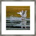 Whooper Swans Framed Print