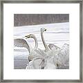 Whooper Swans Wintering Framed Print