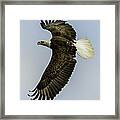 Wicket Wing Span Framed Print