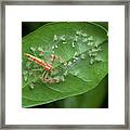 Wide-jawed Viciria Spider With Babies Framed Print