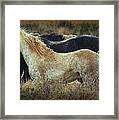 Wild And Free.. Framed Print