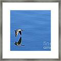 Wild Blue Gander Framed Print