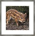 Wild Boar Piglet Framed Print