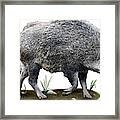 Wild Boar, Sus Scrofa, Illustration Framed Print