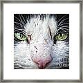 Wild Cat Framed Print