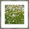 Wild Flower Meadow Framed Print