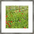 Wild Flowers Along The Edge Of A Framed Print
