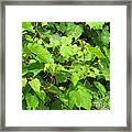 Wild Grapevine Framed Print