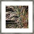 Wild Grasses I Framed Print