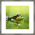 Wild Green Frog Framed Print