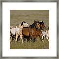 Wild Horse Herd Running Wyoming Framed Print