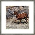 Wild Horse In Teddy Roosevelt National Park Framed Print