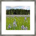 Wild Hyacinth Framed Print