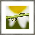 Wild Marguerite Framed Print