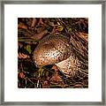 Wild Mushroom Framed Print