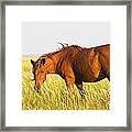 Wild Mustand On The Tidal Flats Framed Print