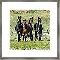 Wild Mustang Horses Framed Print