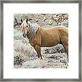 Wild Mustang Stallion Framed Print