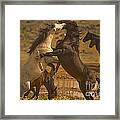 Wild Mustang Stallions - Signed Framed Print