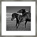 Wild Mustangs Of New Mexico 9 Framed Print