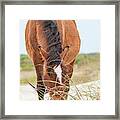 Wild Mustangs Or Banker Horses (equus Framed Print