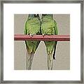 Wild Parrots Framed Print