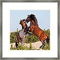 Wild Ponies Fighting Framed Print