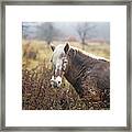 Wild Pony In Virginia Framed Print