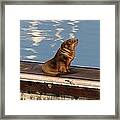 Wild Pup Sun Bathing Framed Print