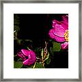 Wild Rose Framed Print