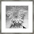 Wild Rose Framed Print