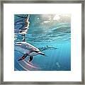 Wild Spinner Dolphins Framed Print