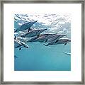 Wild Spinner Dolphins Framed Print