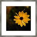 Wild Sunflower Framed Print