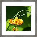 Wild Tiger Lily Framed Print