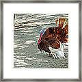 Wild Turkey Framed Print