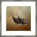 Wild Turkey At Shiloh Framed Print