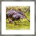 Wild Turkey Hens Framed Print