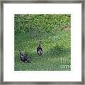 Wild Turkeys In Grass  In Kansas Framed Print
