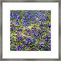 Wild Violets Framed Print