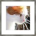 Wild Whiskers Framed Print