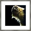 Wild White Faced Capuchin Monkey - Cebus Capucinus Framed Print