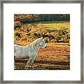 Wild White Mare In Field, New Forest Framed Print