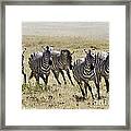 Wild Zebras Running Framed Print