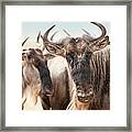 Wildebeest Connochaetes Framed Print