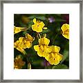 Wildflower Yellow 2 Framed Print