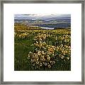 Wildflowers At Dawn On The Columbia Gorge Framed Print