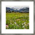 Wildflowers In Rocky Mountain National Park Framed Print