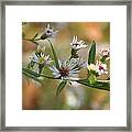 Wildflowers Framed Print