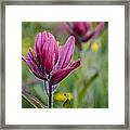 Wildflowers5 Framed Print